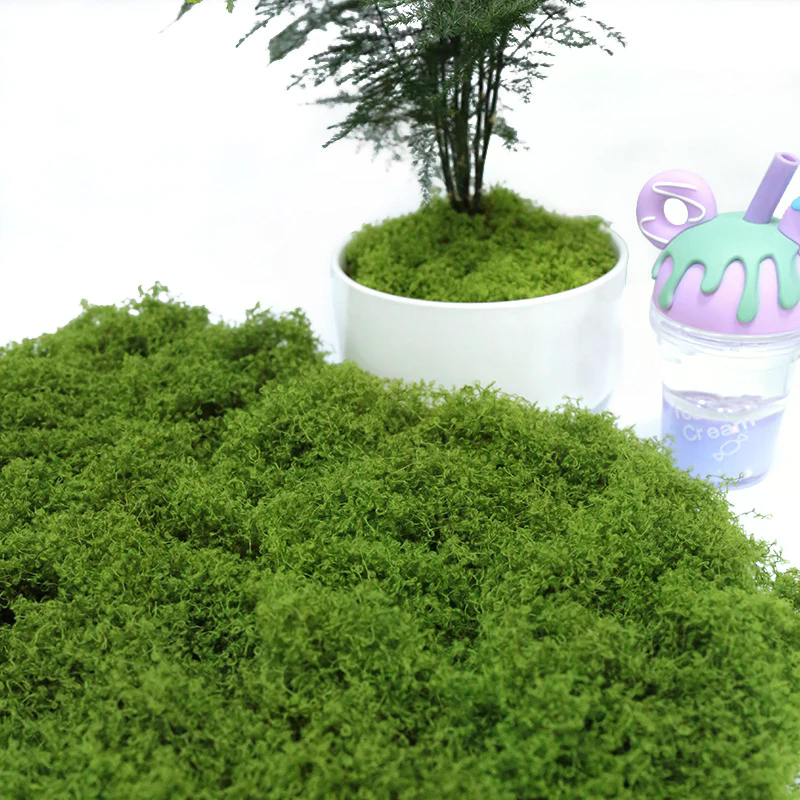 50g Fake Moss DIY Crafts Grass - Sphagnum Moss Dry ulasan dan harga