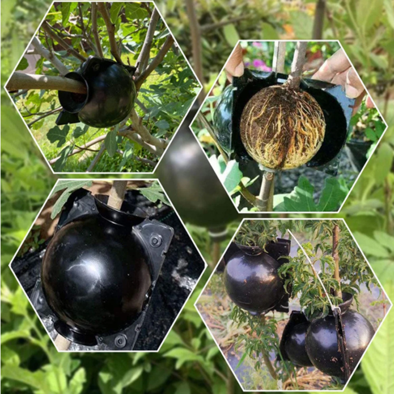 Garden Orchard Plants Grafting - Rooting Gel Clone ulasan dan harga