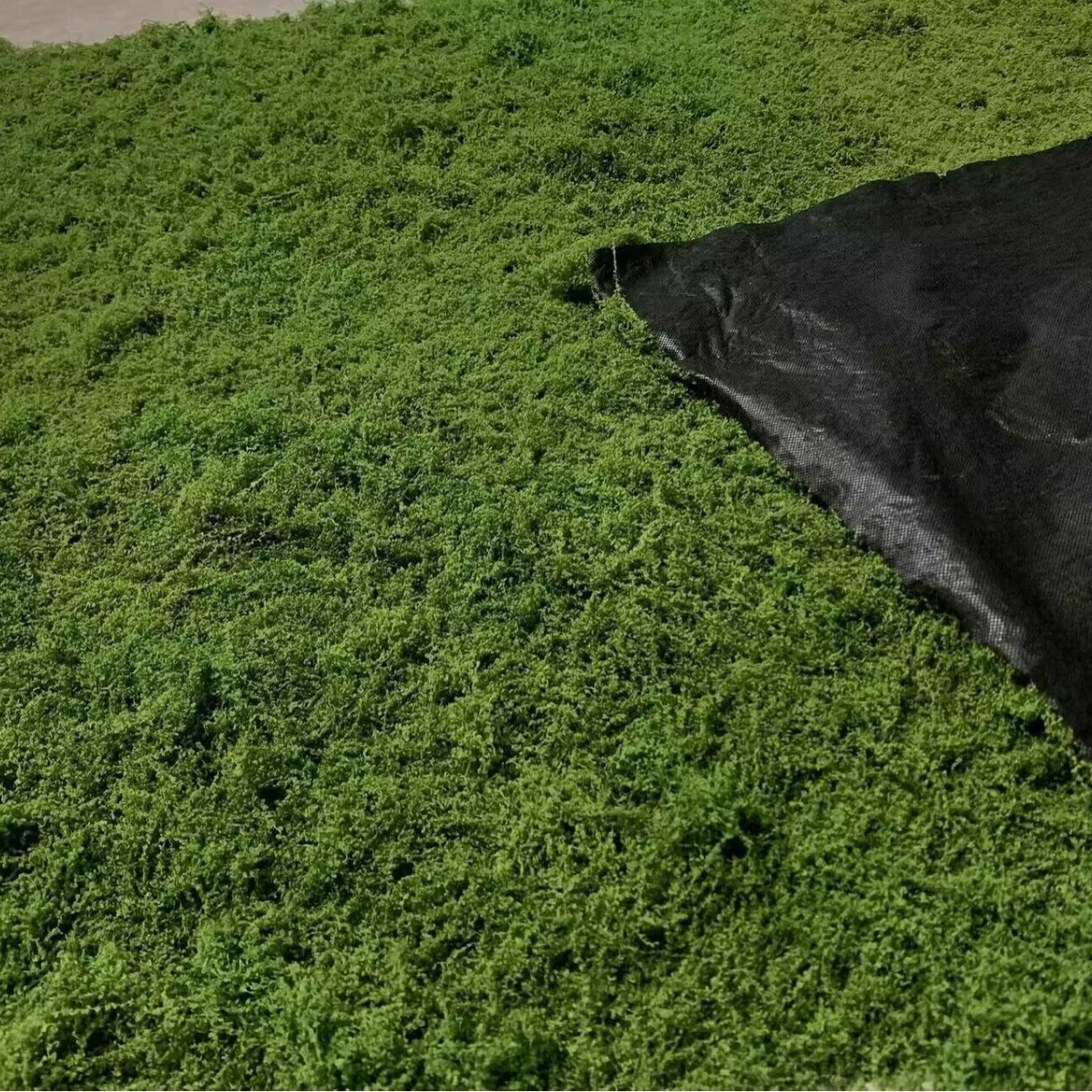1*1m Fake Moss DIY Crafts Gras - Sphagnum Moss Dry ulasan dan harga