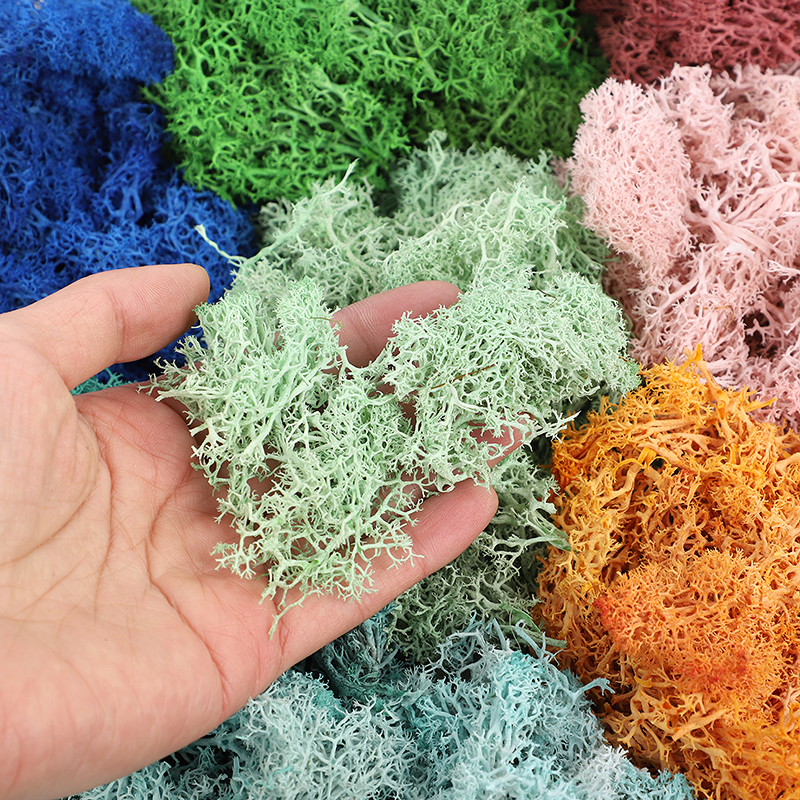 20/40/100g Artificial Green Pl - Sphagnum Moss Dry ulasan dan harga