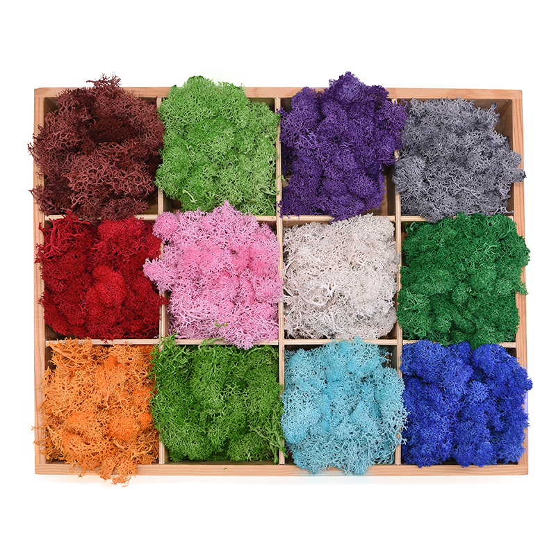 20-40g Artificial Natural Plan - Sphagnum Moss Dry ulasan dan harga